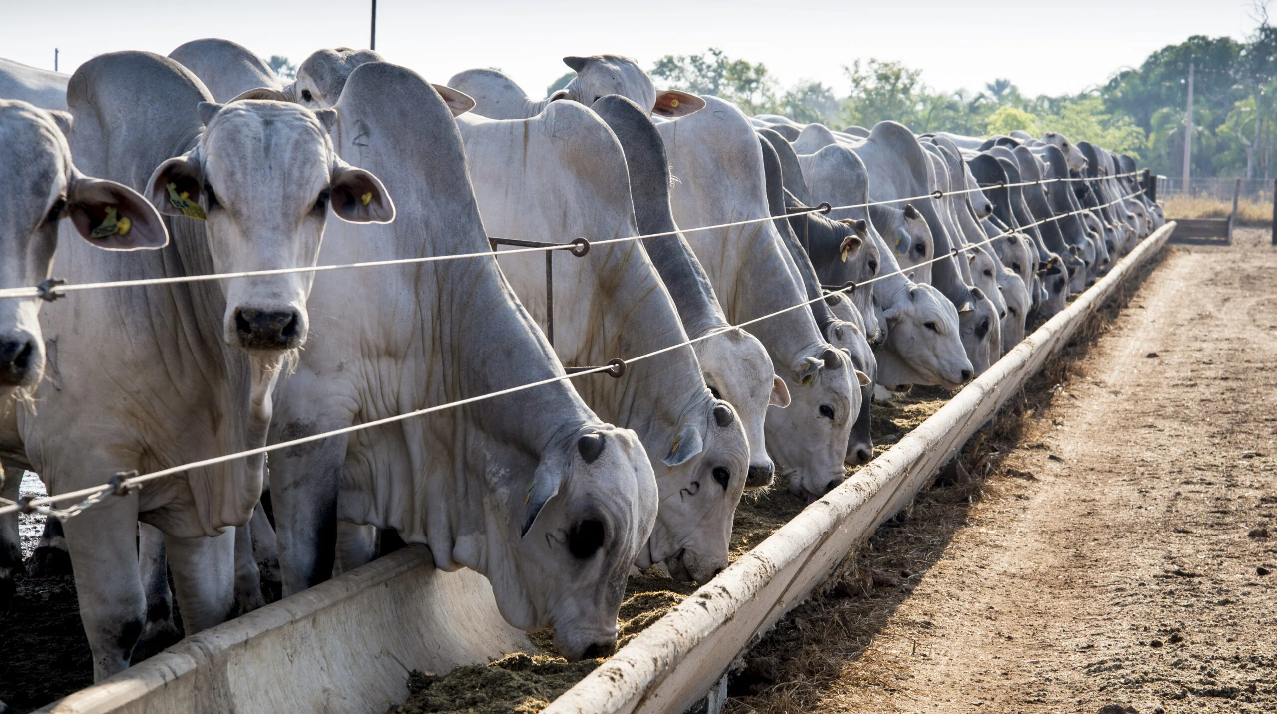 Bovinos Brahman se alimentando no cocho dentro de um confinamento.